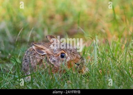 Europäischer Hase, brauner Hase (Lepus europaeus), kleiner Hase duckt sich auf Gras, Deutschland, Bayern, Niederbayern Stockfoto