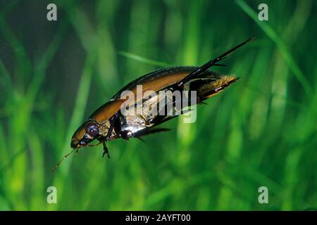 Größerer Silberkäfig, Großer Schwarzwasserkäfer, Großer Silberwasserkäfer, Tauchwasserkäfer (Hydrophilus piceus, Hydröser Piceus), Schwimmen, Deutschland Stockfoto