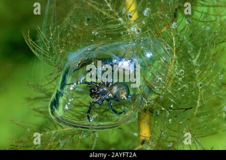 Europäische Wasserspinne (Argyroneta aquatica), mit Tauchglocke, Luftblase unter Wasser, Rückenschwimmerin als Beute in der Glocke, Deutschland Stockfoto