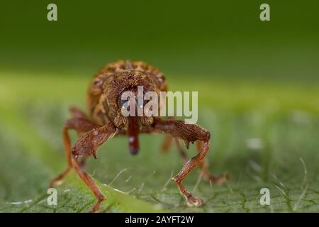 Weevil (Anthonomus pinivorax), Vorderansicht, Deutschland Stockfoto