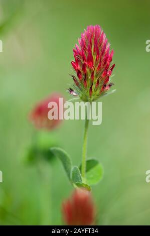 Crimson Klee, italienischer Klee (Trifolium incarnatum), blüht Stockfoto