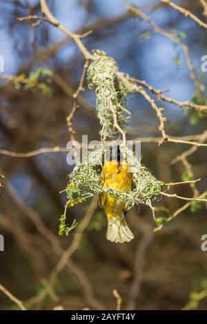 Dorfweber Ploceus cucullatus, Erwachsener männlich, Nestbau in Bäumen, Awassa, Äthiopien, Februar Stockfoto