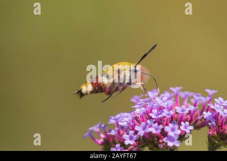 Bunt umgrenzte Biene Habicht-Motte, Breit umrandete Bienenfalter (Hemaris fuciformis, Haemorrhagia fuciformis), saugt Nektar von Blumen in der Flucht, Deutschland, Bayern, Niederbayern Stockfoto