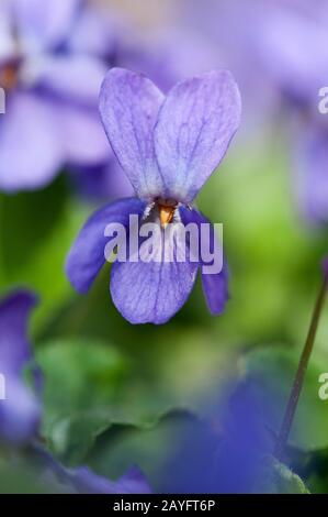 Englisch Violet, wohlriechende Veilchen (Viola Odorata), Blume, Deutschland Stockfoto