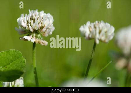 weiß-Klee (Trifolium Repens), blühen, Deutschland Stockfoto