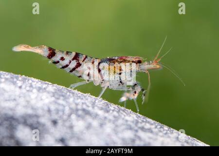 Tiger-Zwerggarnelen (Caridina mariae), im Aquarium Stockfoto