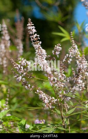 Breitblättriger Keuscher Baum, Breitblättriger Vitex (Vitex agnus-castus var. latifolius, Vitex agnus-castus 'Latifolius', Vitex agnus-castus Latifolius), blüht Stockfoto