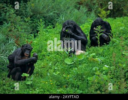 Bonobo, Pygmäen-Schimpanse (Pan paniscus), drei auf einer Wiese sitzende Bonobos Stockfoto