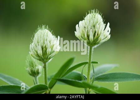 Ungarischer Klee (Trifolium Pannonicum), blühen Stockfoto