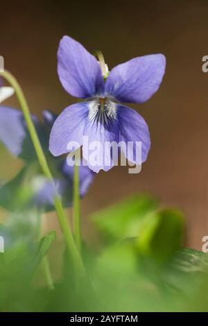 gemeinsamen violett, gemeinsamen Hund-Veilchen (Viola Riviniana), Blume, Deutschland Stockfoto