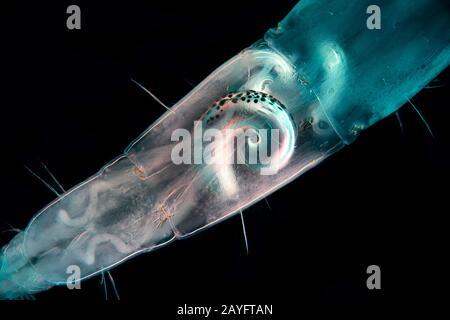 Phantommitte (Chaoborus spec.), Mikroskopfoto des Abdomens einer Phantommitte, Deutschland Stockfoto