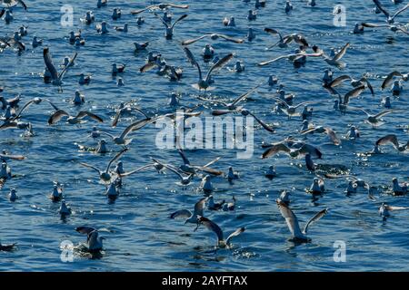 Flock of Sea Gulls on Water, Norwegen, Troms, Kvaloya Stockfoto
