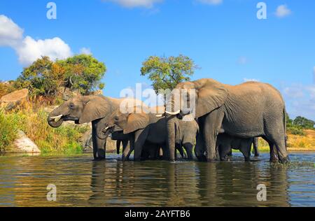 Afrikanischer Elefant (Loxodonta africana), Herdengetränke am Wasserloch, Südafrika, Mpumalanga, Kruger-Nationalpark Stockfoto