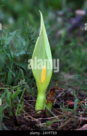 Italienische Herren-und-Damen, italienische Arum (Arum italicum), Blooming, Montenegro, Ulcinj Stockfoto