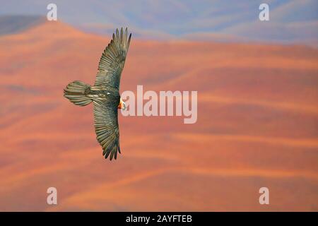 Lammergeier, Bearded Vulture (Gypaetus barbatus), in Flight, Südafrika, Giants Castle Game Reserve Stockfoto