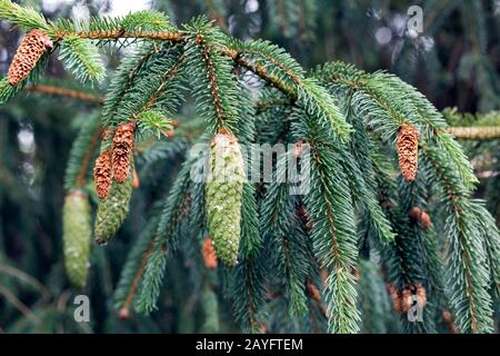 Norwegen Fichte (Picea abies), Zweig iwth Kegel, Deutschland Stockfoto