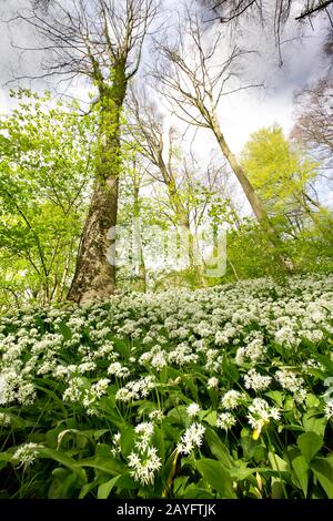 Ramson, Buchramm, wilder Knoblauch, Knoblauch mit breitem Schaft, Knoblauch aus Holz, Bärlauch (Allium ursinum), blüht in Neigebos, Belgien, Ostflandern, Neunove, Neigebos Stockfoto