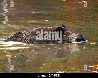 Wildschwein, Schwein, Wildschwein (Sus scrofa), Wildschweine schwimmt im Wasser, Deutschland, Sachsen Stockfoto