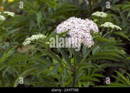 Zwerg elder (Sambucus Ebulus), blühen, Deutschland Stockfoto