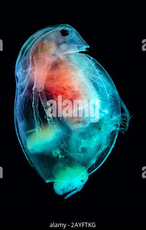 Gewöhnlicher Wasserfloh (Daphnia spec.), Mikroskopfoto eines gewöhnlichen Wasserflohs, Geburt, Deutschland Stockfoto