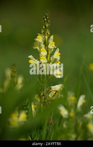 Gewöhnlicher Toadflachs, gelber Toadflachs, Ramsted, Butter und Eier (Linaria vulgaris), blühen, Deutschland Stockfoto