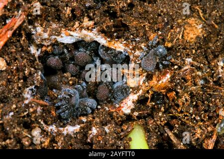 Rote Ladyvogelspinne (Eresus sandaliatus, Eresus annulatus), junge Spinnen im Nest, Blick von oben, Deutschland Stockfoto