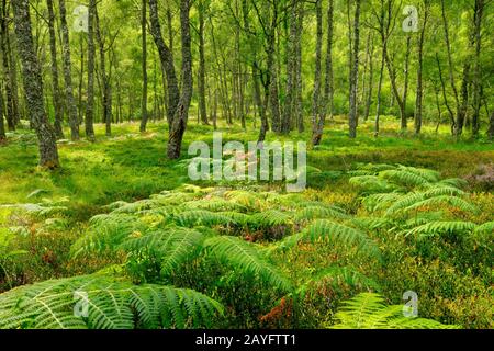 Birke (Betula spec.), Birkenwald mit Adlerfarnen, Großbritannien, Schottland, Craigellachie National Nature Reserve, Aviemore Stockfoto