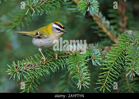 Firecrest (Regulus ignicapilla, Regulus ignicapillus), männliches Perchen auf einer Fichtenperücke, Seitenansicht, Deutschland, Nordrhein-Westfalen Stockfoto