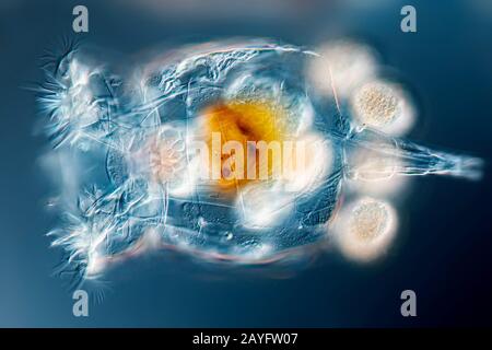 Rotifer (Brachionus spec.), mit uearthogenetic Eggs, DIK-Bild, Vergrößerung x 100 bei 10 cm Breite, Deutschland Stockfoto