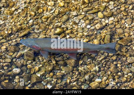 Regenbogenforelle (Oncorhynchus mykiss, Salmo gairdneri), Milchner in Laichfärbung, Deutschland, Bayern Stockfoto