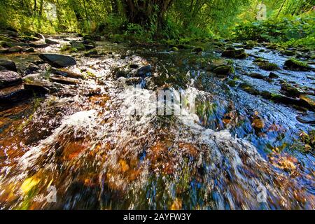 Zusammenfluss von Ruhrgebiet und Neger bei Steinhele, Deutschland, Nordrhein-Westfalen, Sauerland, Olsberg Stockfoto