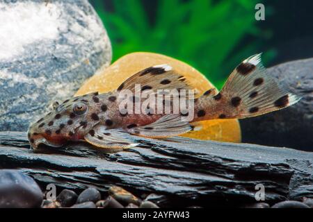 Weißer Schatten-Besatz, grauer Besatz (Leporacanthicus joselimai), Sultan Pleco Stockfoto