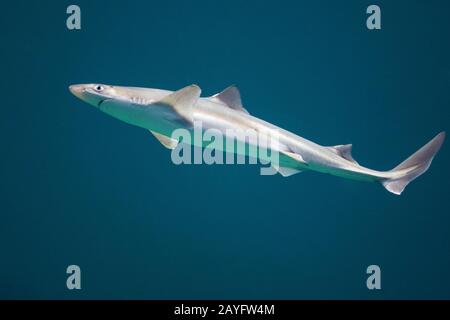 Gemeiner Stacheldogfisch, Gefleckter Stacheldogfisch, Gepflückter Dogfisch, Spurhund, Gezischter Dogfisch (Squalus acanthias, Acanthias vulgaris), Seitenansicht Stockfoto