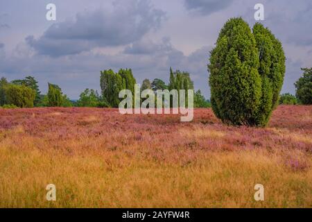 Gemeinsamer Wacholder, Bodenjuniper (Juniperus communis), Heide in der lüneburger Heide, lüneburgische Heide, Deutschland, Niedersachsen, Wilsede Stockfoto