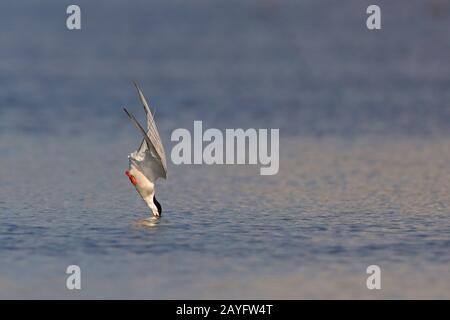 Gemeinsames tern (Sterna hirundo), Nasentauchen, Griechenland, Lesbos Stockfoto