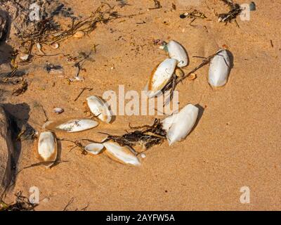 Tintenflechter am Strand von Matalascanas, Spanien, Andalusien, Huelva, Matalascanas Stockfoto