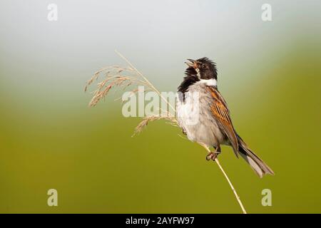 Reedbunt (Emberiza schoeniclus), männlich sitzt auf einer Schilfklinge, Belgien, Ostflandern Stockfoto