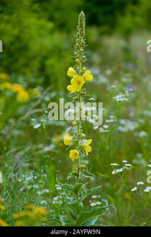 dicht blühende Königskerze, dichten Königskerze (Verbascum Densiflorum), blühen, Deutschland Stockfoto