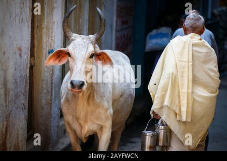 Die heilige Kuh auf den Straßen von Varanasi Stockfoto