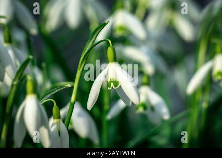 Nahaufnahme von grün gesprenkelten Schneefällen (galanthus nivalis) bei strahlendem Sonnenschein Stockfoto