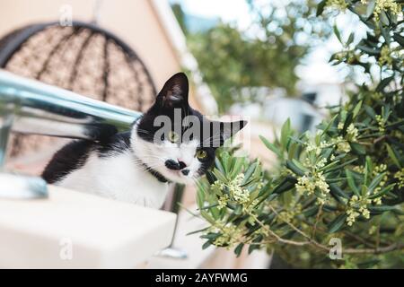 Schwarze und weiße Katze mit grünen Augen vom Balkon aus. Absoluter Fokus Stockfoto