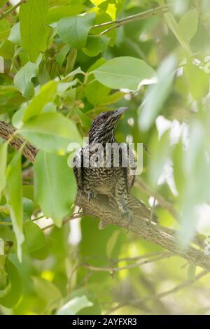 Asiatischer Koel Eudynamys scolopacea, adultes Weibchen, in Baumbaldachin, Irai Safari Retreat, Tadoba, Indien, Mai Stockfoto