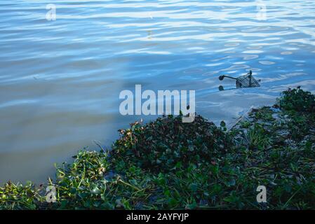 Einkaufswagen und Wasserpflanzen, die an der Küste in Lissabon schwimmen Stockfoto