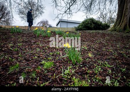 Narzissen blühen im Carshalton Park, Wallington. Stockfoto