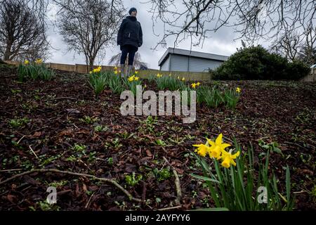 Narzissen blühen im Carshalton Park, Wallington. Stockfoto