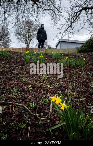 Narzissen blühen im Carshalton Park, Wallington. Stockfoto