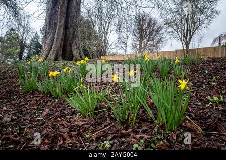 Narzissen blühen im Carshalton Park, Wallington. Stockfoto