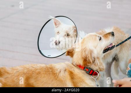 Zwei Hunde, die nach der Operation einen elisabethanischen Schutzkragen tragen Stockfoto