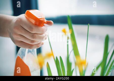 Ein Mann hält eine orangefarbene Wasserflasche in der Hand und spritzt Wassertropfen auf einem blühenden gelben Narcodil. Pflege einer Hausanlage. Stockfoto