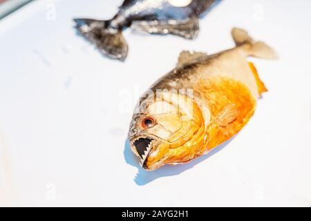 Amazon Piranha im Museum Stockfoto